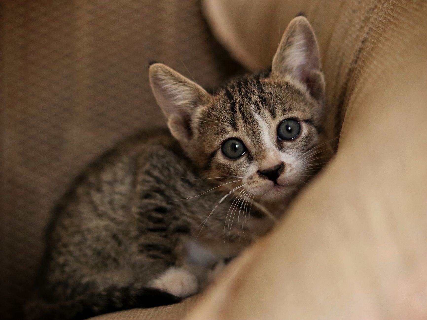 Portrait of a cat at a veterinary clinic