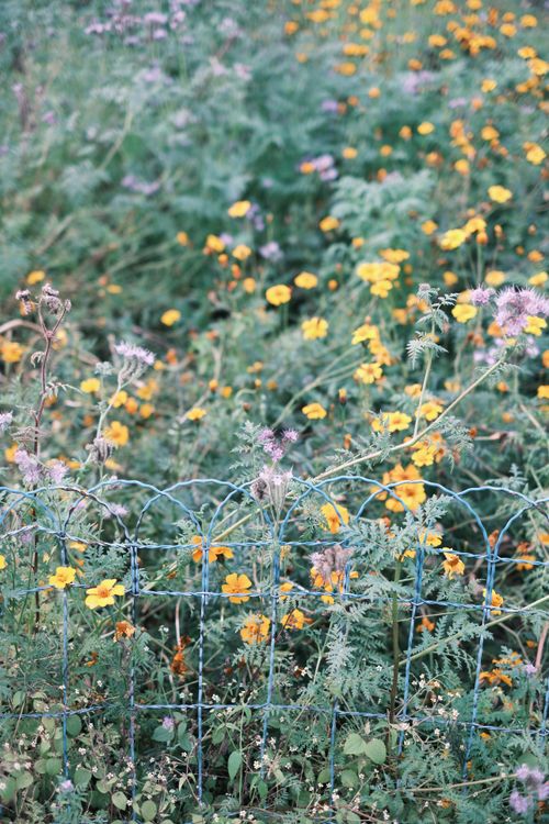 Free Colorful wildflowers blooming behind a decorative metal fence in a lush garden. Stock Photo