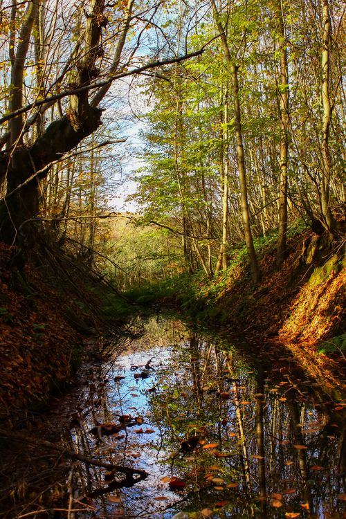 Free A tranquil forest stream reflecting autumn trees and blue sky. Stock Photo