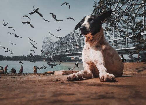 Free A relaxed dog resting near Howrah Bridge in Kolkata, surrounded by flying birds and local scenery. Stock Photo