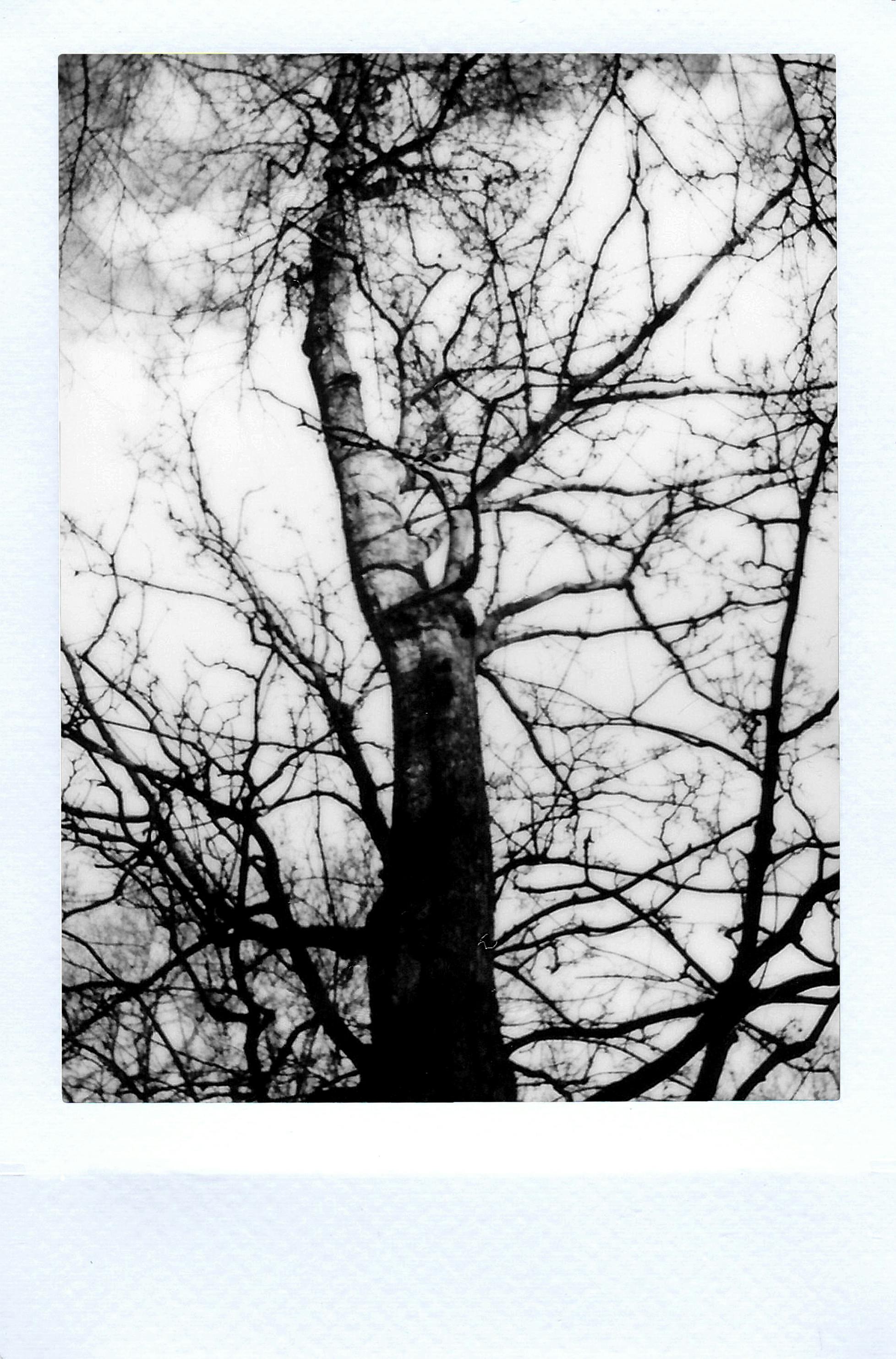 Free Grayscale Photography of Tree Stock Photo