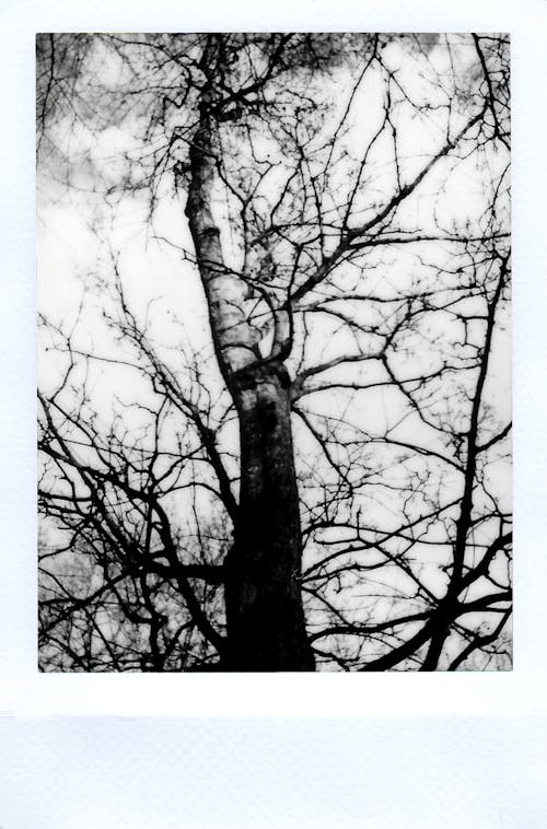 Фотография дерева в оттенках серого