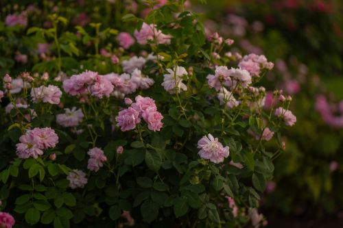 Free Lush pink roses blooming in a serene garden setting in Uppsala, Sweden. Stock Photo