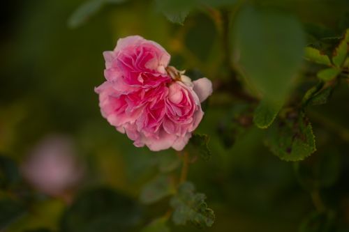 Free Close-up of a vibrant pink rose blooming in a lush Swedish garden, showcasing natural beauty and lush greenery. Stock Photo