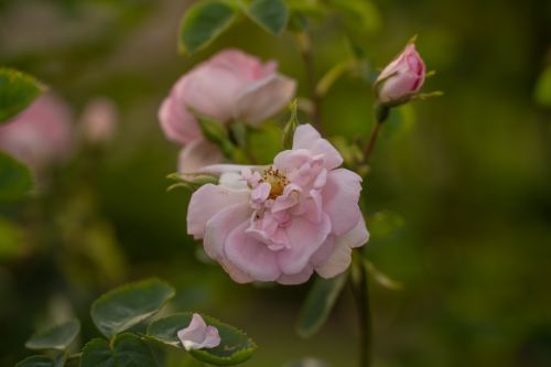 Free Close-up of a pink rose blooming in a lush garden in Uppsala, Sweden, capturing its vibrant petals. Stock Photo