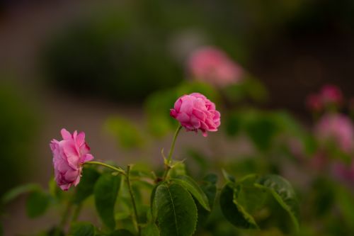 Free Close-up of vibrant pink roses in full bloom, captured in a serene garden setting. Stock Photo