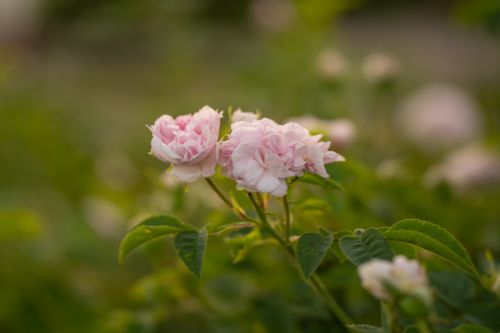 Free Close-up of blooming pink roses in Uppsala, Sweden. Ideal for nature photography enthusiasts. Stock Photo