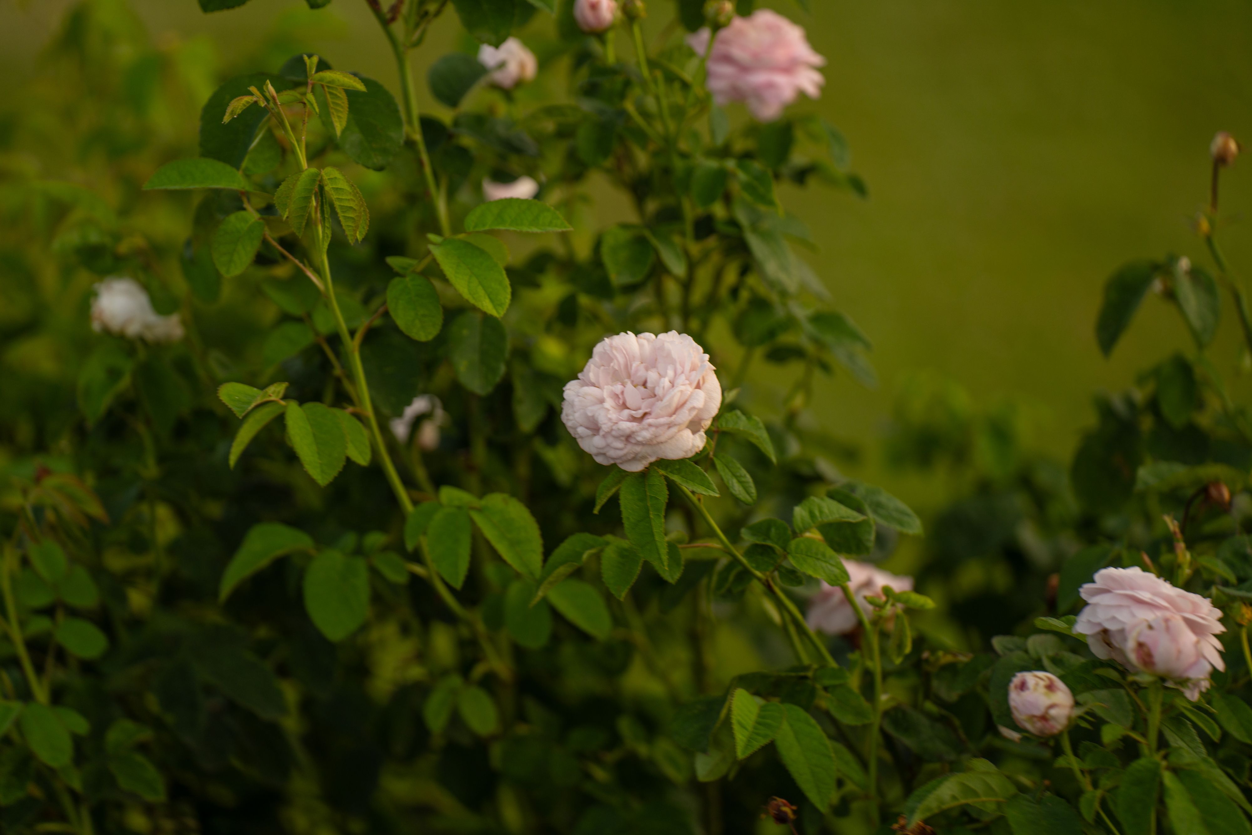 Beautiful soft pink roses blooming in Uppsala garden, capturing nature's delicate beauty.