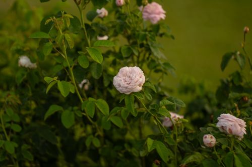 Free Beautiful soft pink roses blooming in Uppsala garden, capturing nature's delicate beauty. Stock Photo
