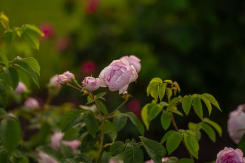 Free Vibrant pink roses bloom amidst lush green foliage in a calm Uppsala garden setting. Stock Photo