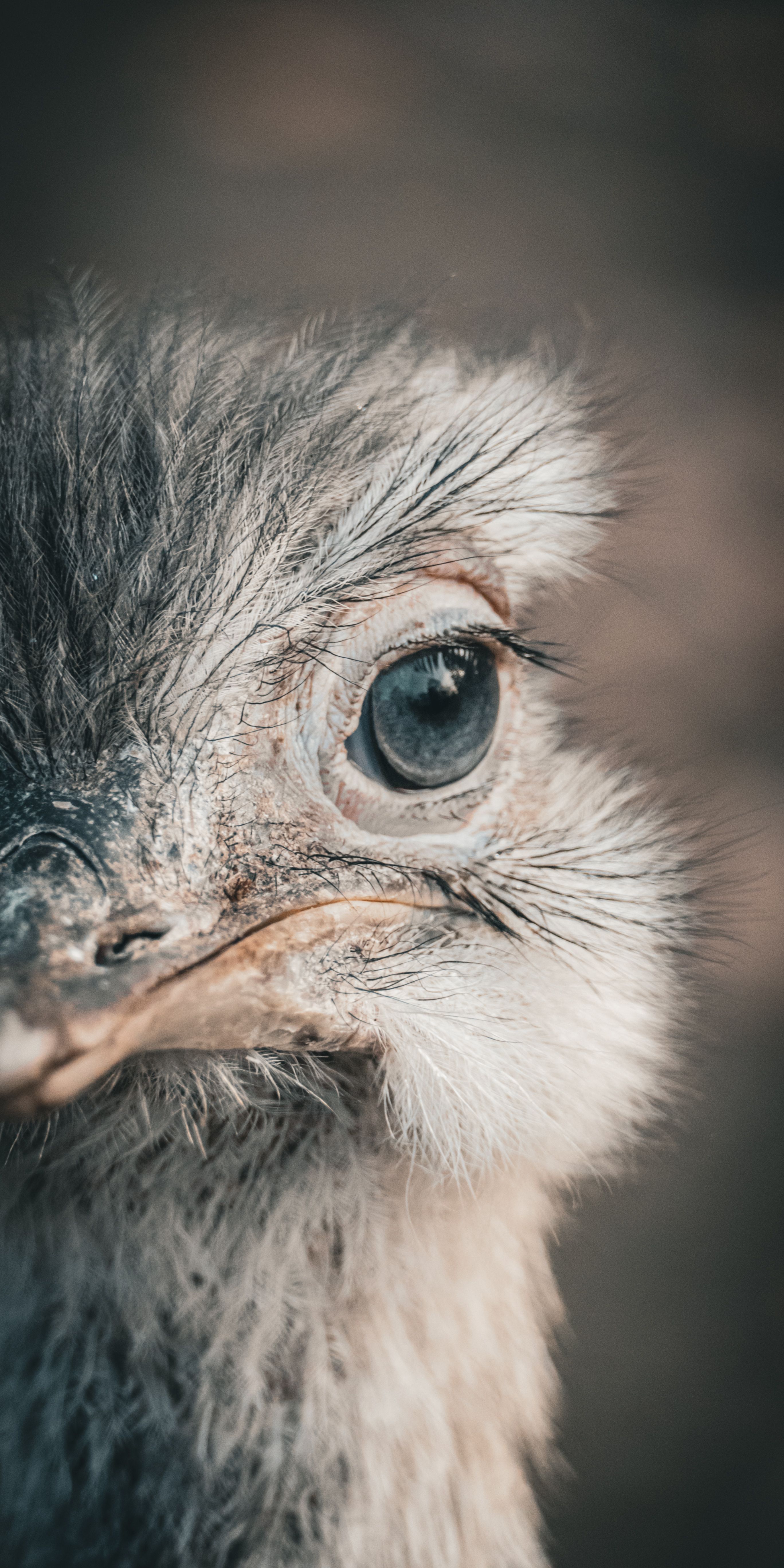 gratis Prachtige close-up van het gezicht van een struisvogel, met veel aandacht voor zijn ogen. Stockfoto