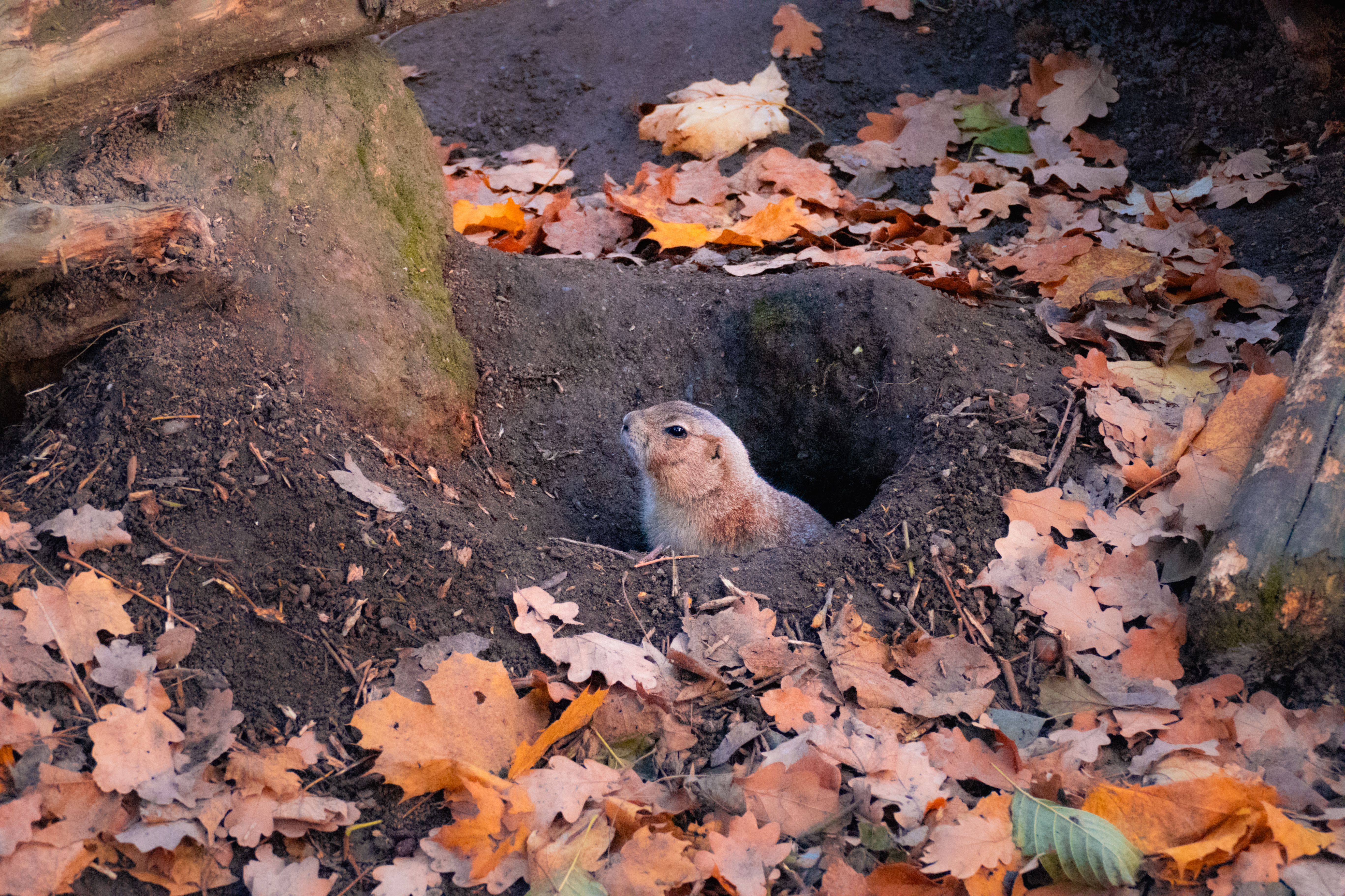 Curious Squirrel in Autumn Leafy Burrow · Free Stock Photo