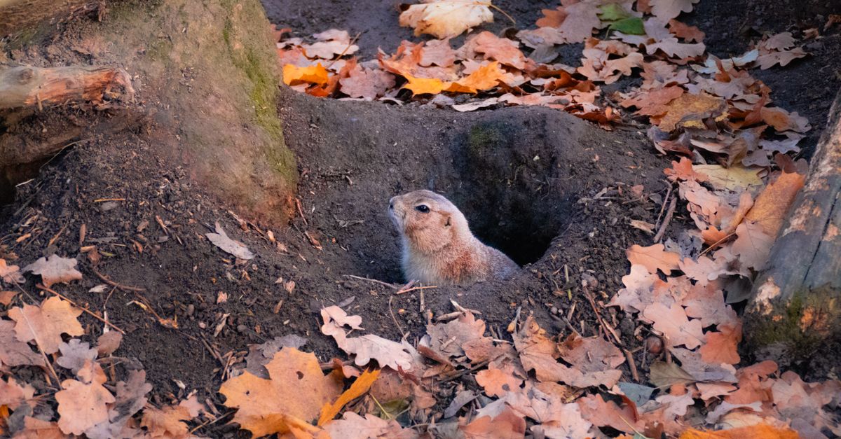 Burrows Compress Curious Squirrel in Autumn Leafy Burrow · Free Stock Photo