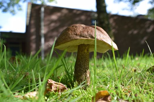 A detailed view of a wild mushroom growing in grass under sunlight, showcasing natural textures and colors.