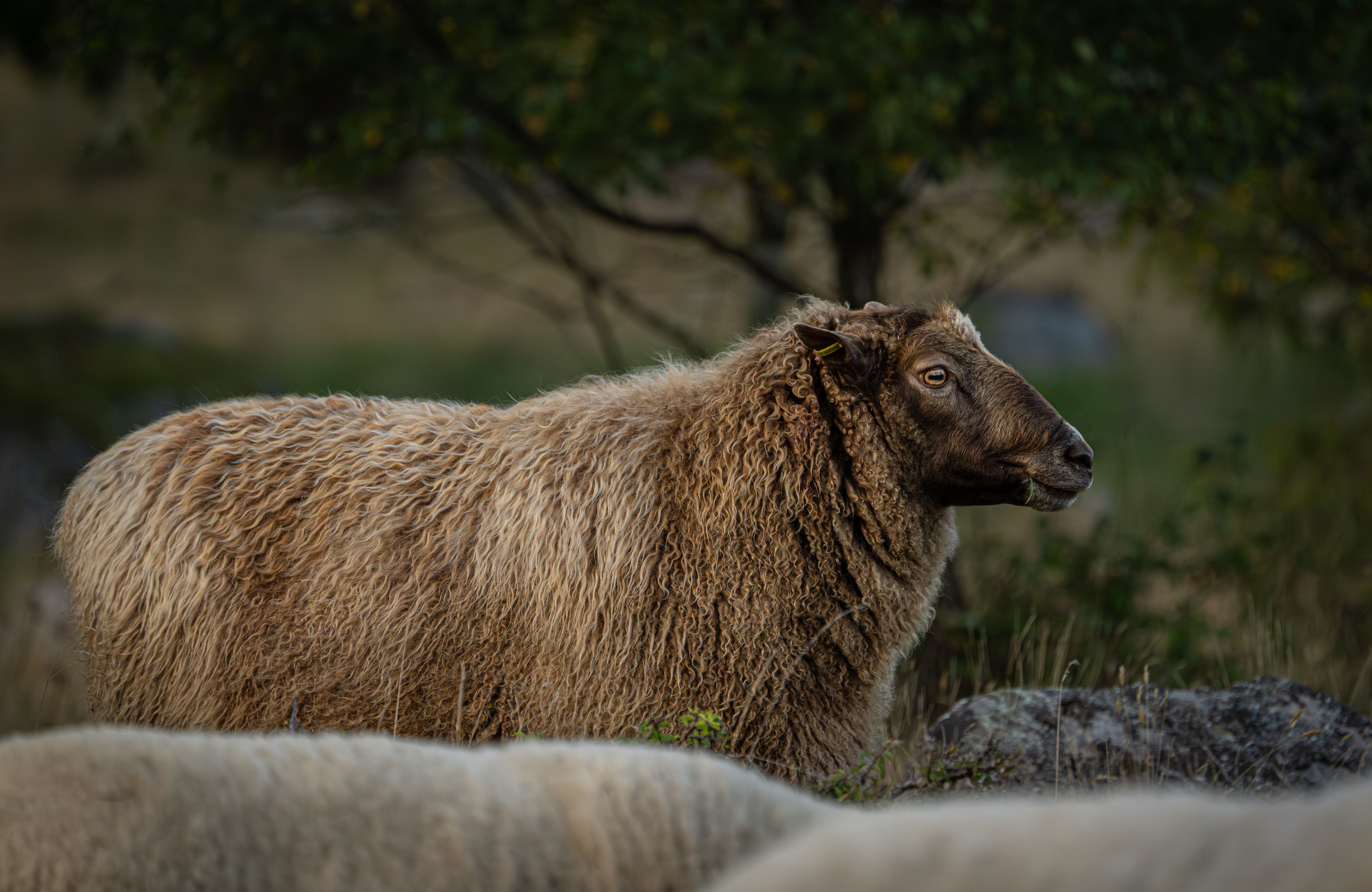 Majestic Brown Sheep in Yxnarum Pasture · Free Stock Photo