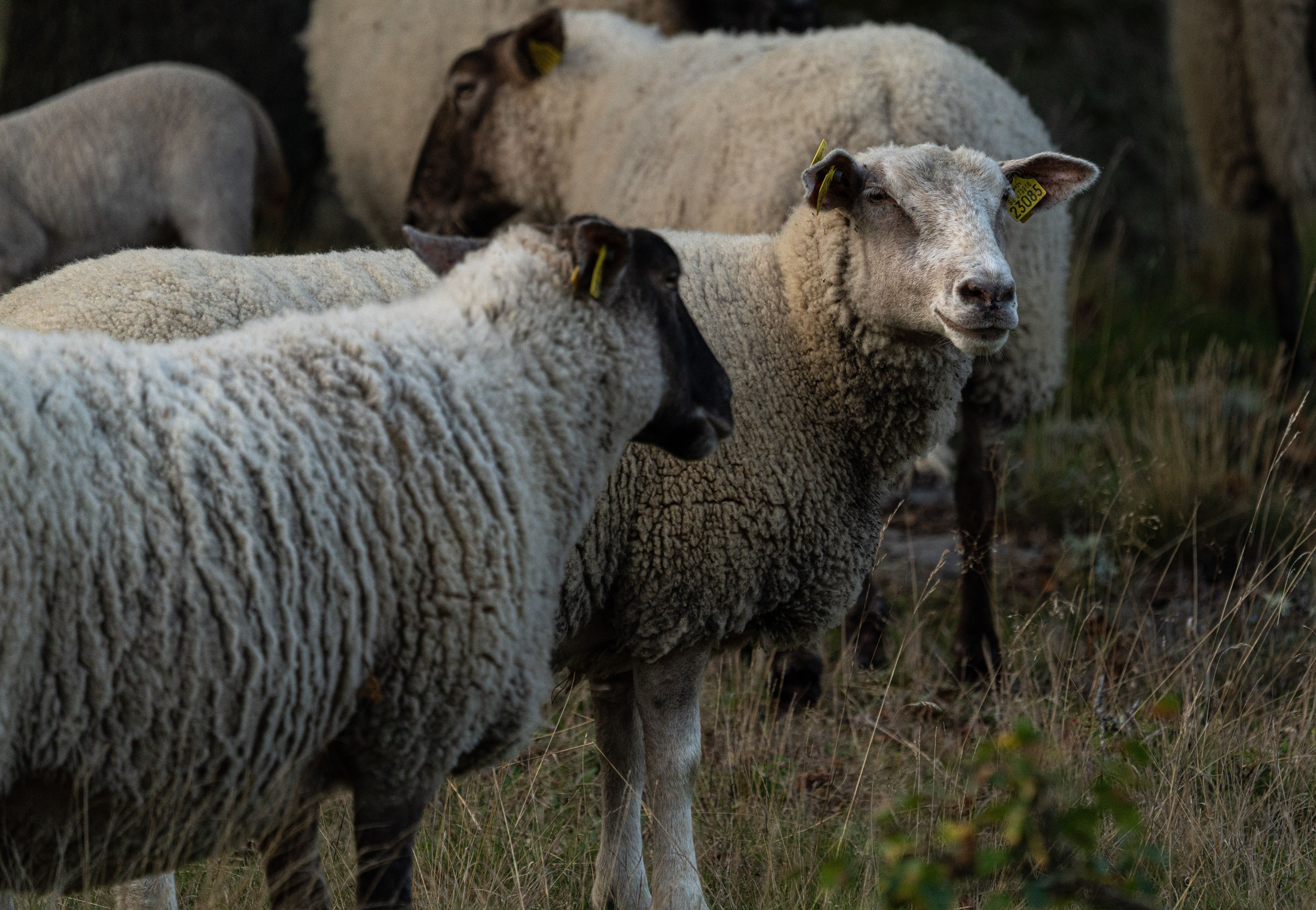 Healthcare and wellness consultation for a sheep