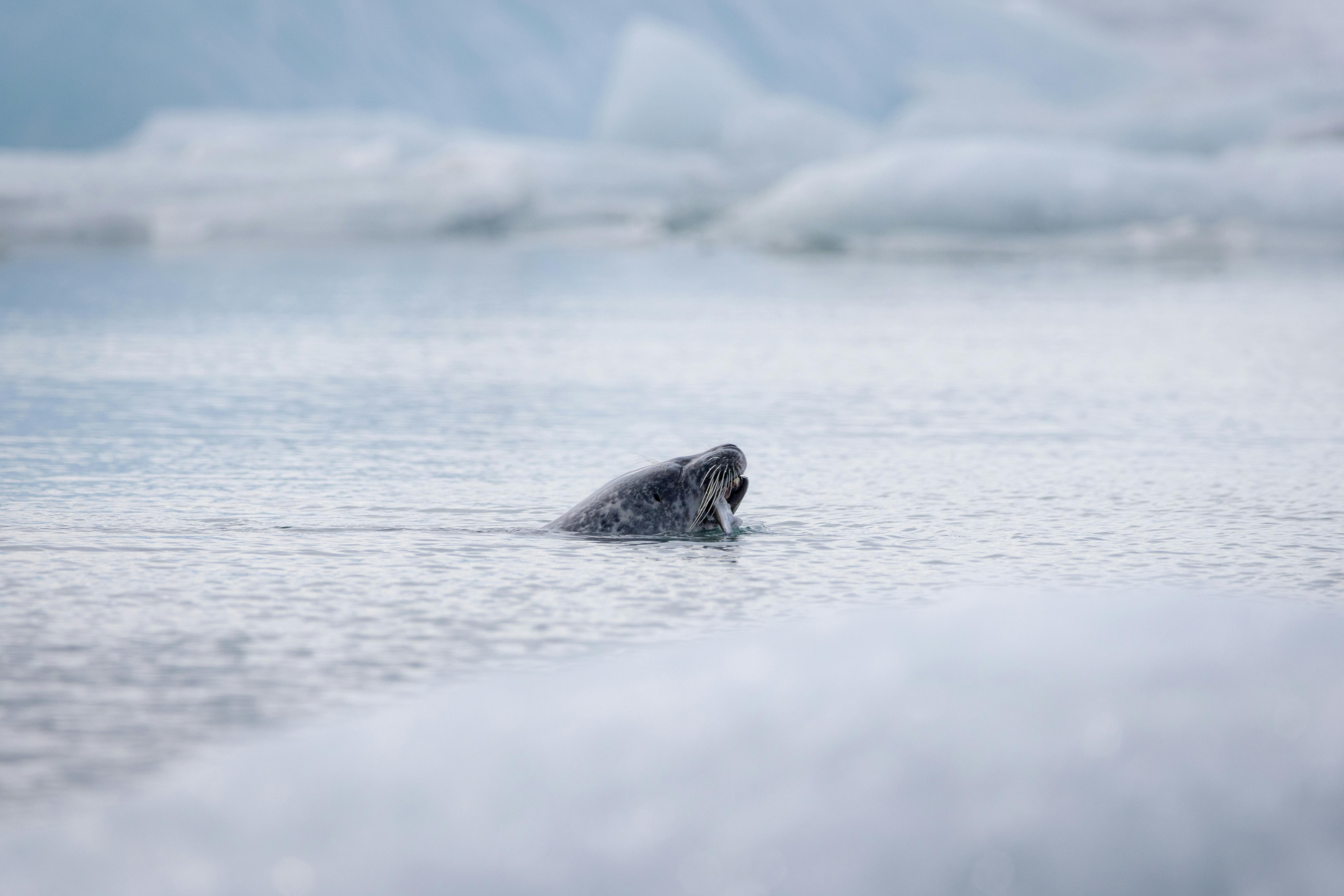 Crabeater Seal