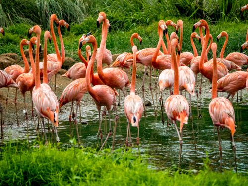 Free A lively group of flamingos wading in a lush wetland, showcasing vivid plumage. Stock Photo