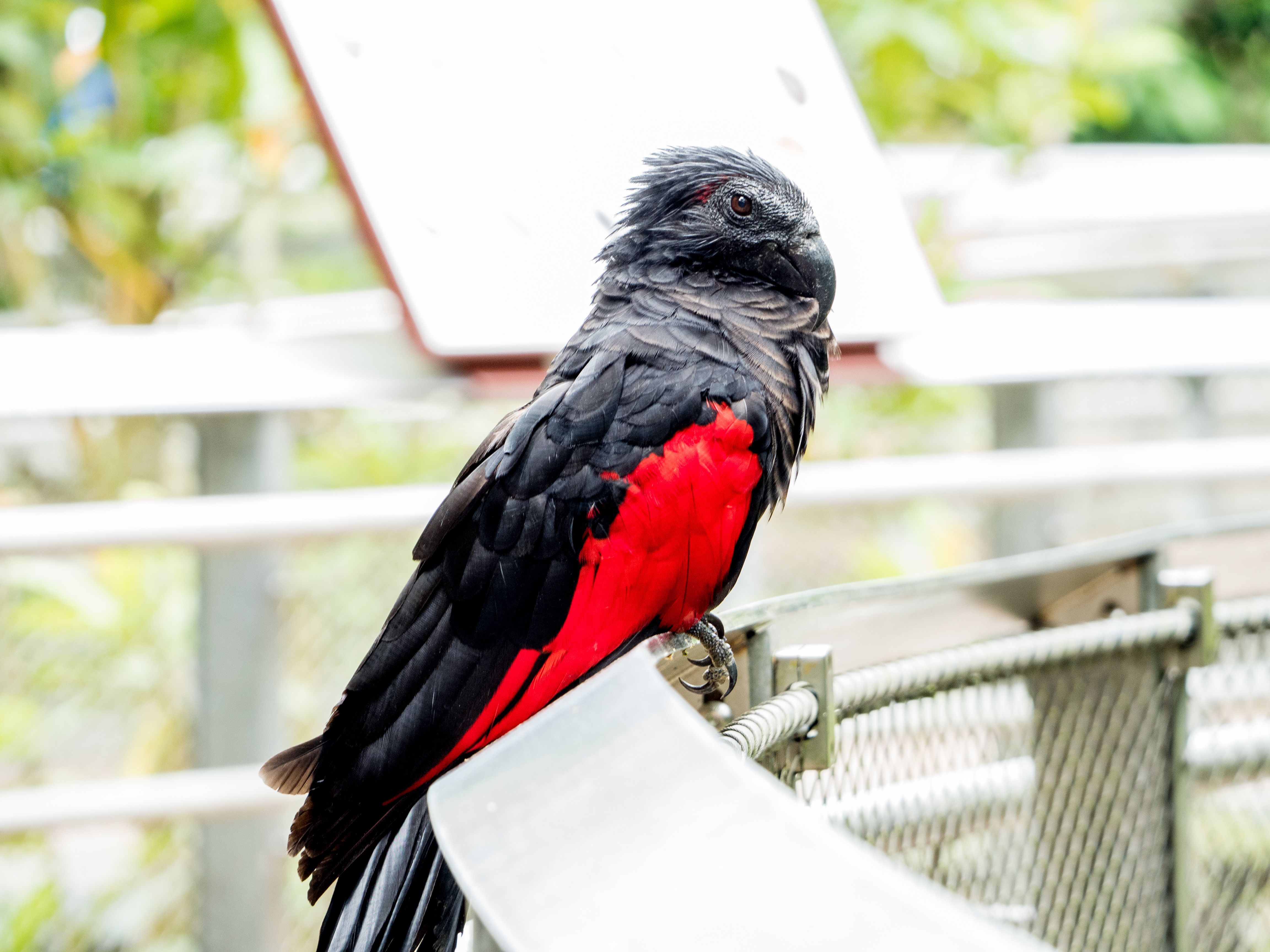 Bright Eclectus Parrot Perched in Aviary · Free Stock Photo