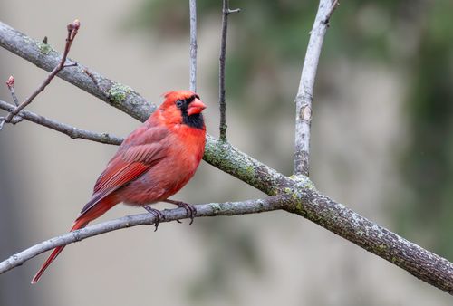 Free A vibrant Northern Cardinal perched on a branch during winter, showcasing its bright red plumage. Stock Photo