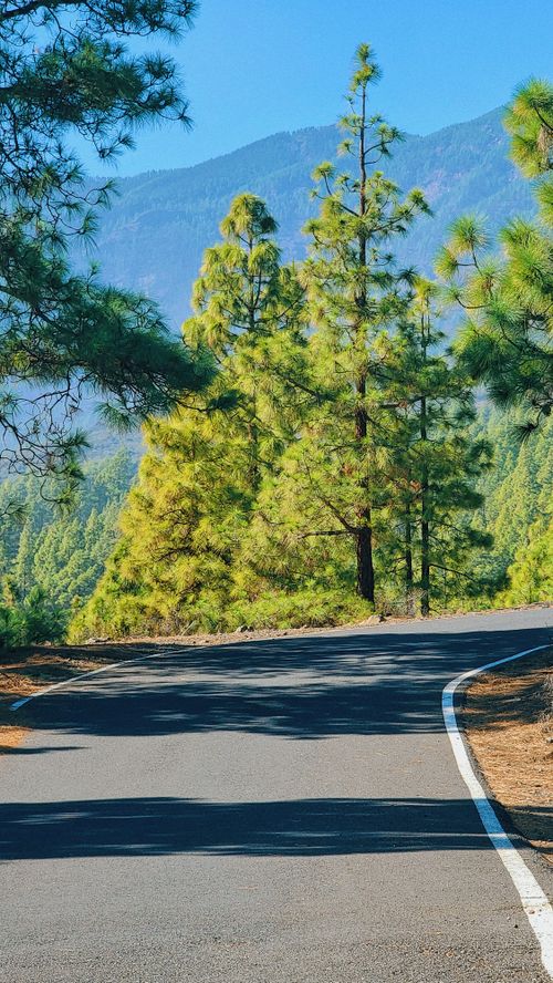 Free Winding road through pine forest in Tenerife, Spain, with scenic mountain views under clear blue sky. Stock Photo