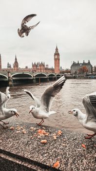 Seagulls fly near the Thames with a view of Big Ben and Westminster Bridge in London.