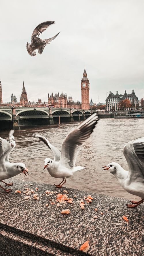 Free Seagulls fly near the Thames with a view of Big Ben and Westminster Bridge in London. Stock Photo
