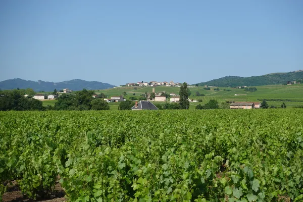 les vignobles de Constantia