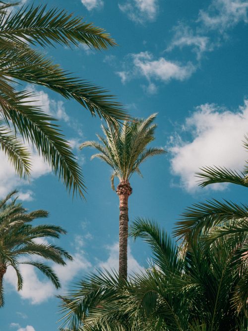 Free Lush palm trees reaching into a bright, clear blue sky, evoking a tropical paradise. Stock Photo
