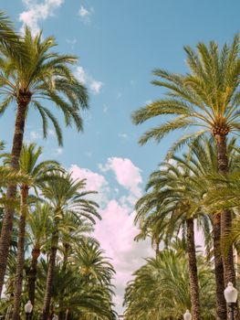 A row of tall palm trees against a clear blue sky with fluffy clouds, evoking a tropical paradise vibe.