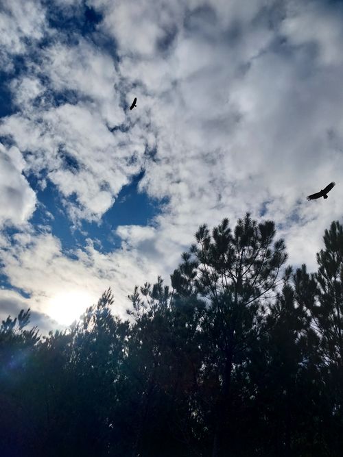 Free stock photo of beauty, birds, blueskies Stock Photo