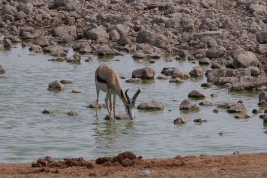 A springbok gracefully drinks from a rocky waterhole in a natural setting.