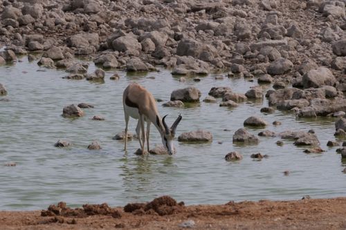 Free A springbok gracefully drinks from a rocky waterhole in a natural setting. Stock Photo