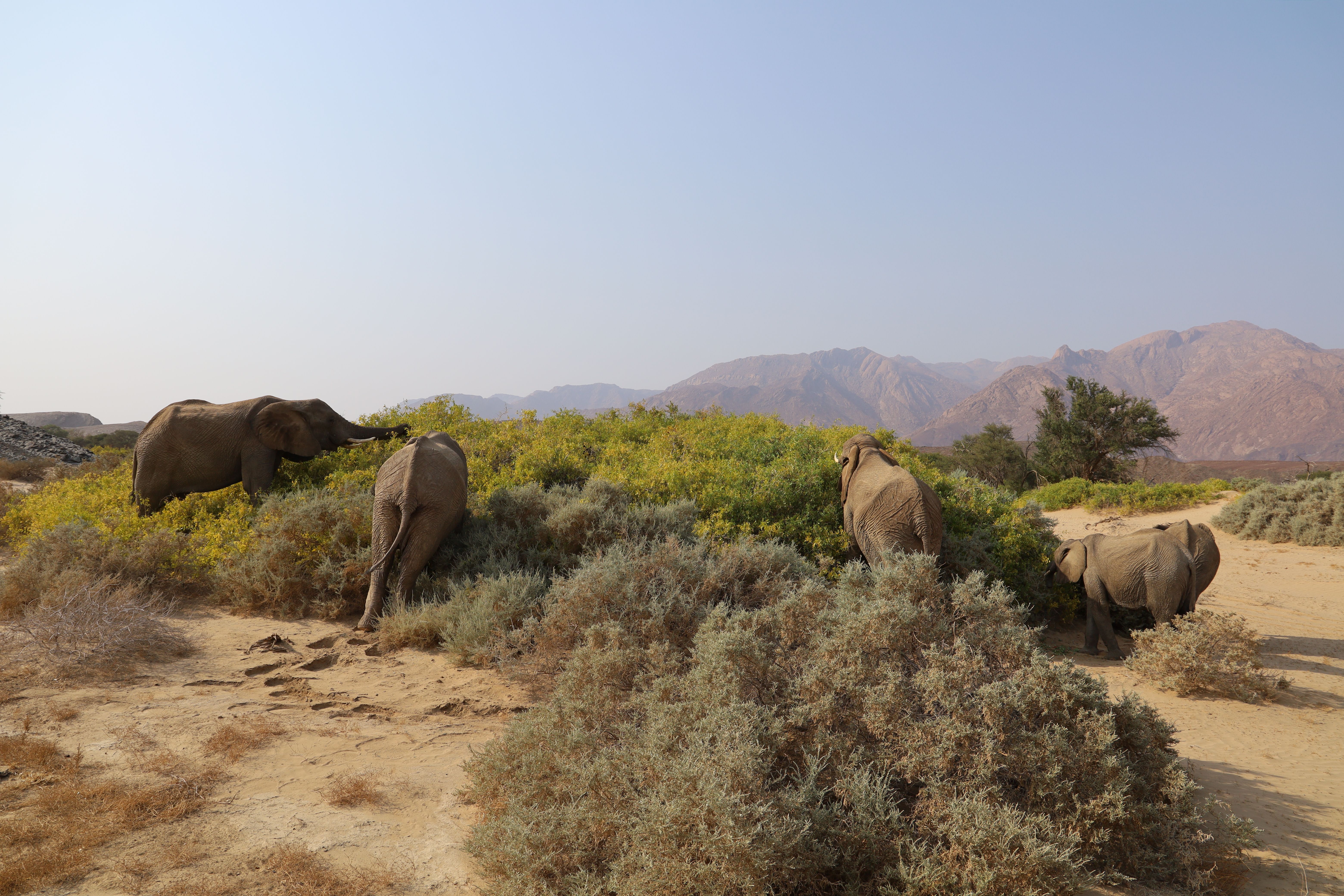 Herd of African Elephants in Desert Landscape · Free Stock Photo