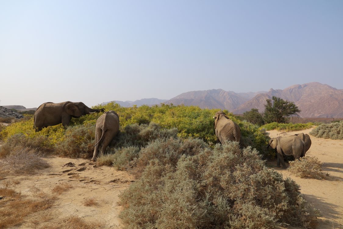 Elephant Riding Desert Herd of African Elephants in Desert Landscape · Free Stock Photo