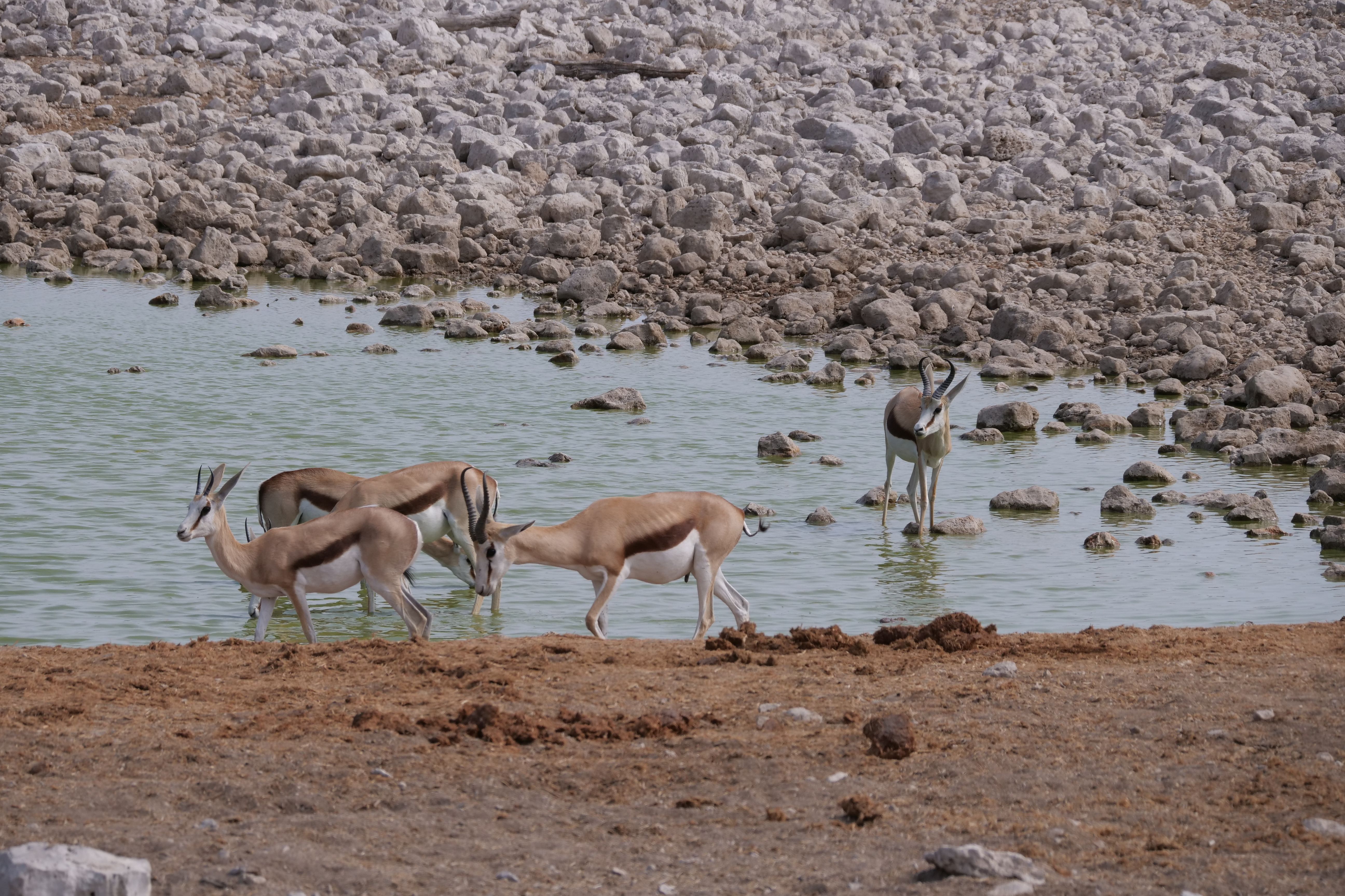 When to Book Namibia Lodges for 2027: A Pre-Season Guide