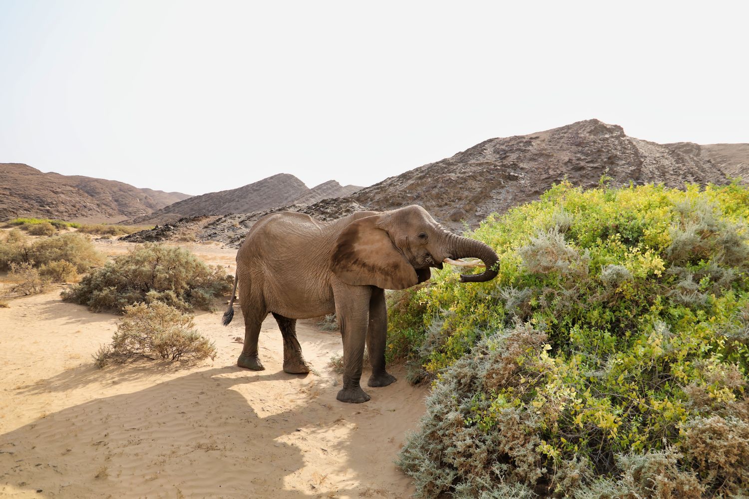 African elephant in the Namibian wilderness