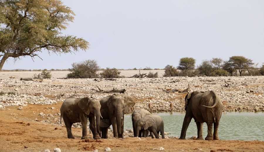 Parc d'Etosha