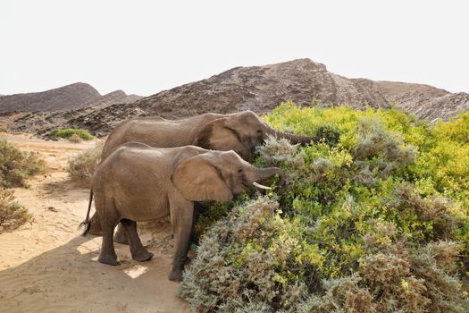 elephant photo