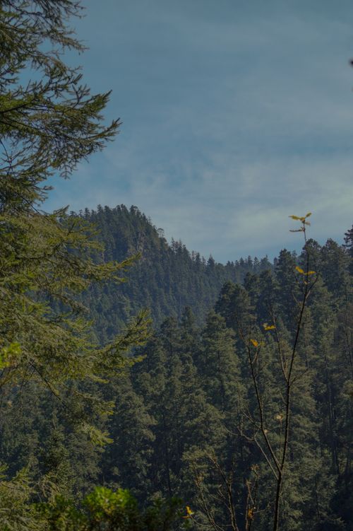 Free A tranquil mountainous forest view with lush evergreen trees under a clear blue sky. Stock Photo