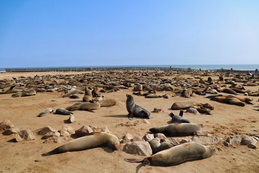A vast colony of Cape fur seals basking under the bright sun at Cape Cross.