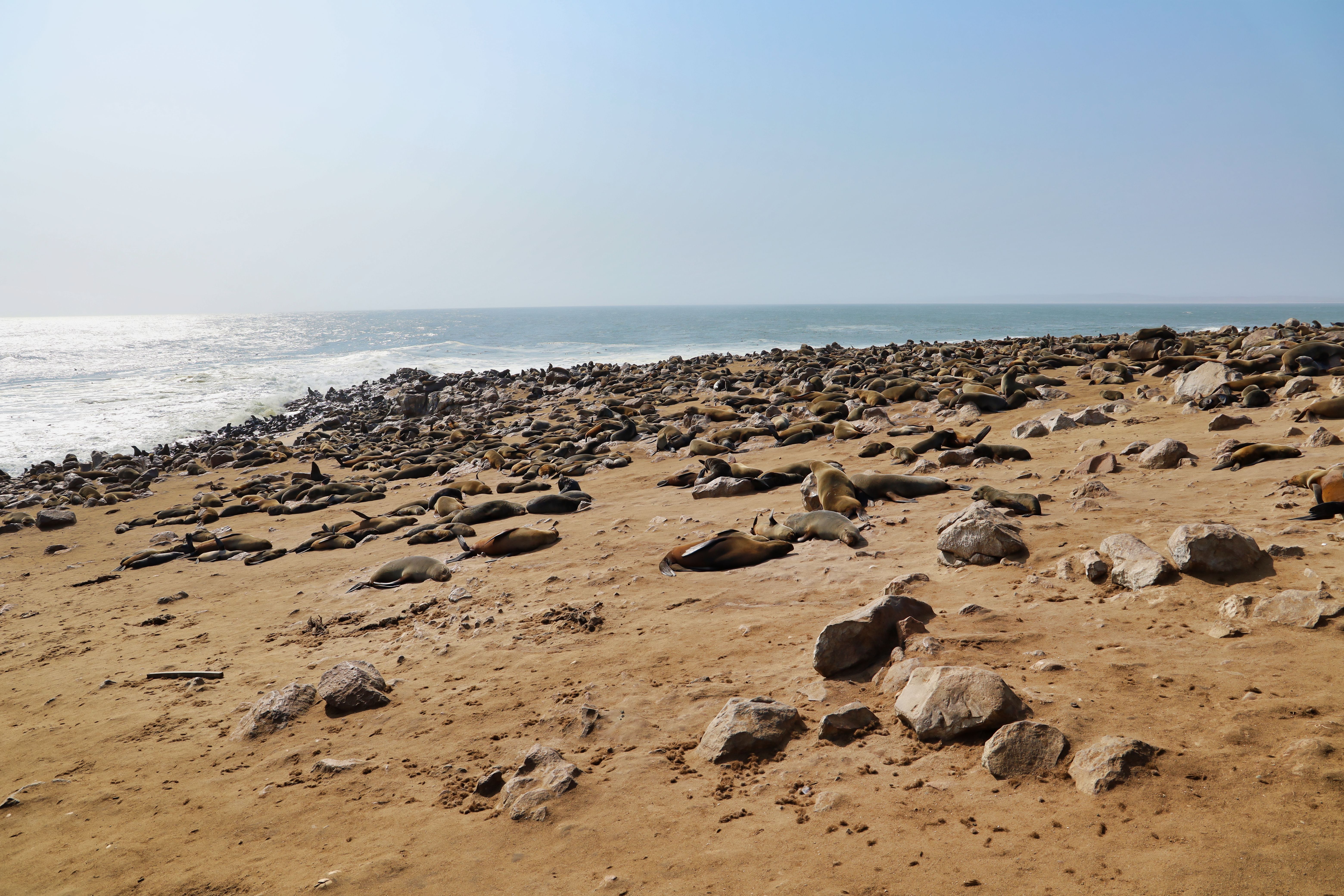 Seal Island Shore view 3