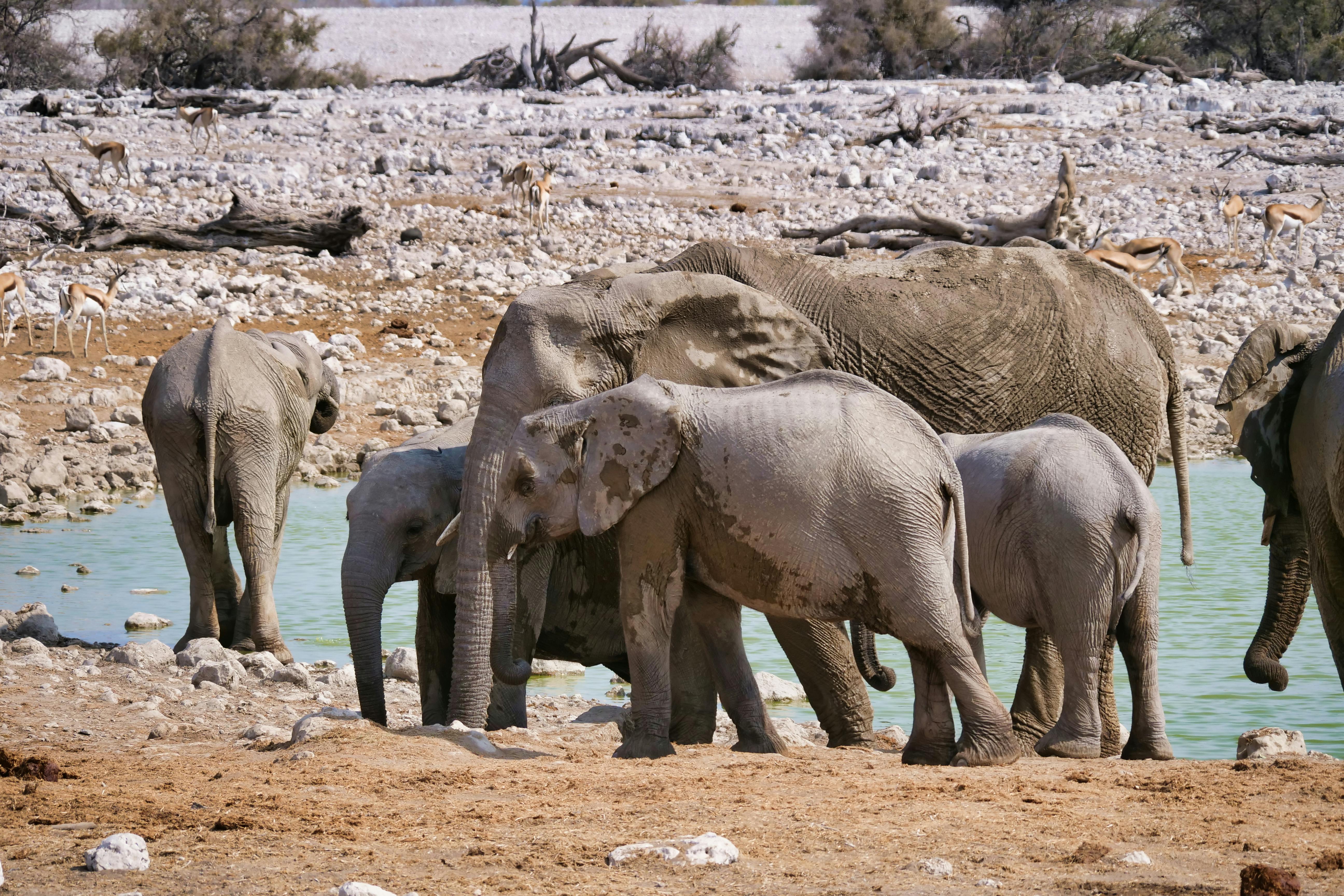 Etosha National Park