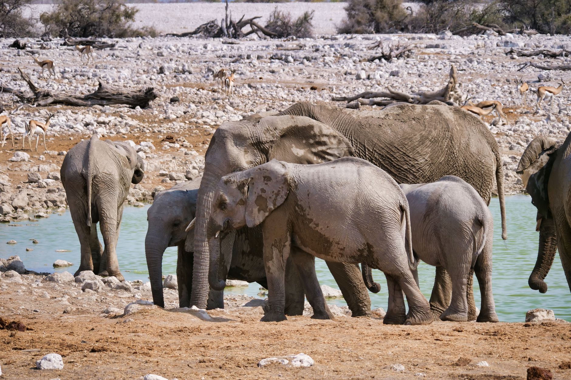 When is the Best Time to Visit Etosha?
