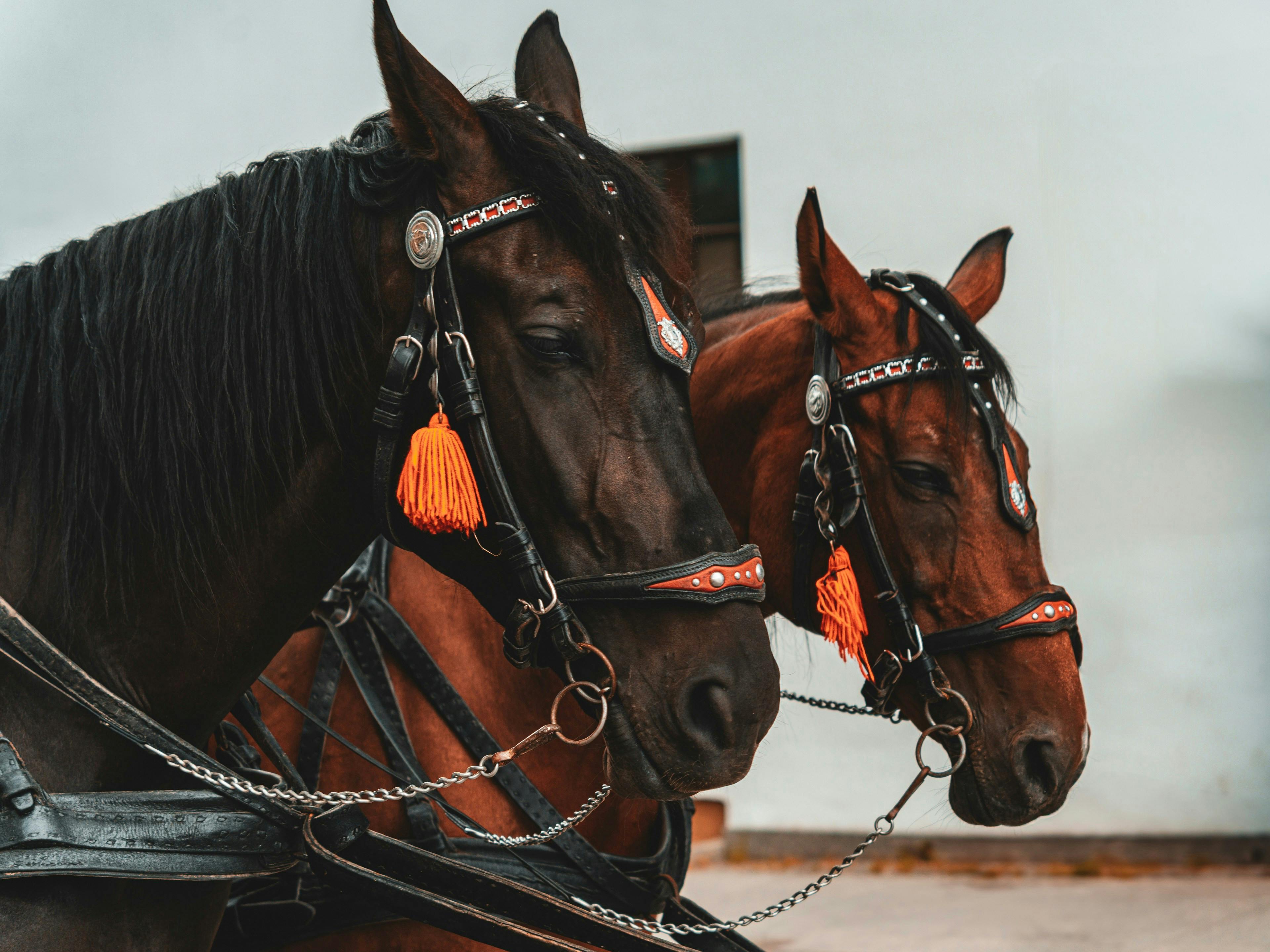 Free stock photo of horse portrait, horses