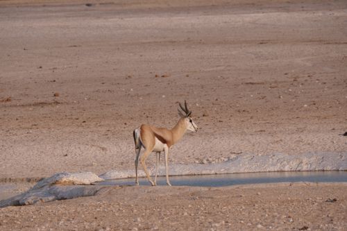 Free A solitary gazelle stands gracefully at a waterhole in the arid desert landscape. Stock Photo