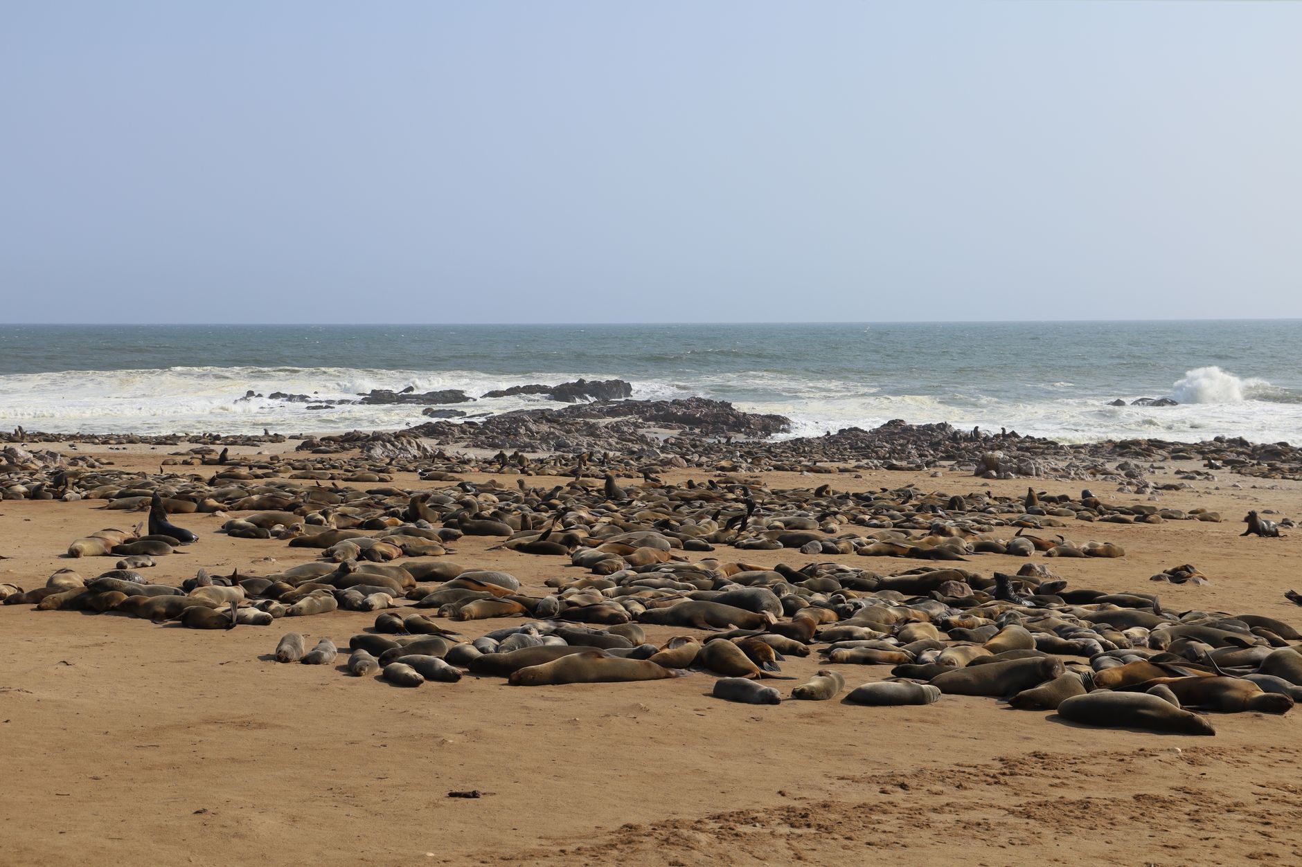 A large colony of seals resting on a sandy beach by the ocean at Cape Cross.