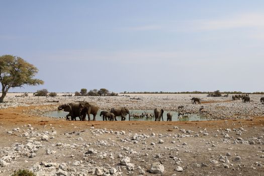 Etosha waterhole game drives — Namibia