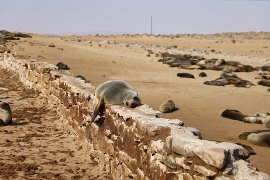 A serene scene of Cape fur seals lounging on a sandy, rocky beach in Namibia.