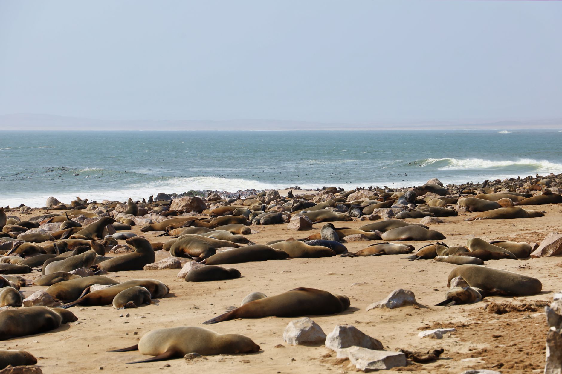 Vast colony of seals basking on the beach with ocean waves in the background.